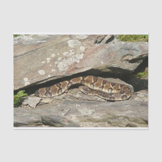 Rattlesnake im Shenandoah-Nationalpark Seidenpapier (Vorderseite)