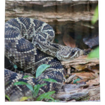 Rattlesnake In The Wild