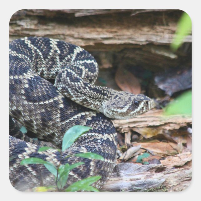 Rattlesnake In The Wild Quadratischer Aufkleber (Vorderseite)