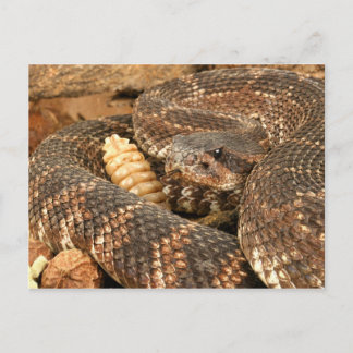 Rattlesnake. Postkarte