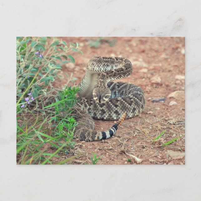 Rattlesnake Postkarte (Vorderseite)