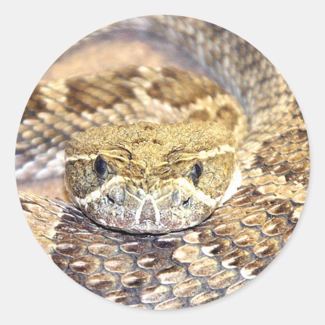 Rattlesnake Runder Aufkleber (Vorderseite)