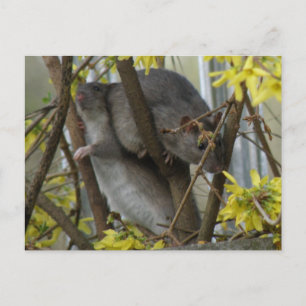 Ratty cuddles Postcard Postkarte