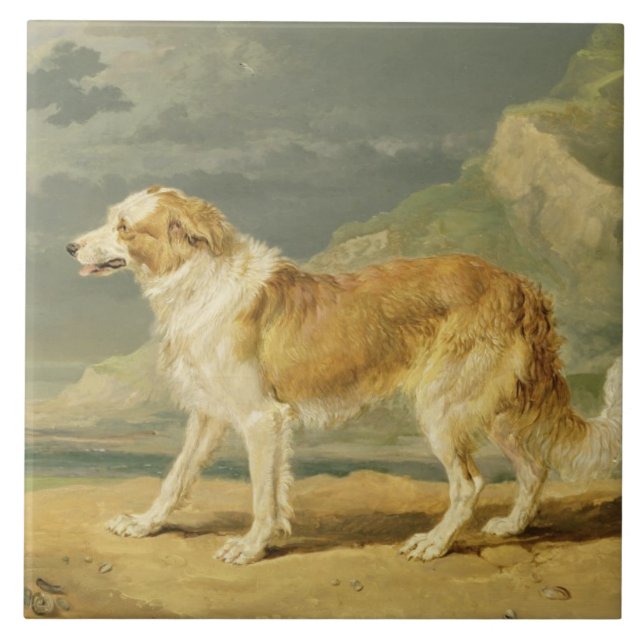 Rau-überzogener Collie, 1809 (Öl an Bord) Fliese (Vorderseite)