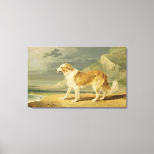 Rau-überzogener Collie, 1809 (Öl an Bord) Leinwanddruck