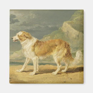 Rau-überzogener Collie, 1809 (Öl an Bord) Magnet