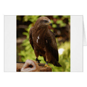 Raubvögel