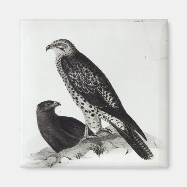 Raubvögel Magnet (Vorne)