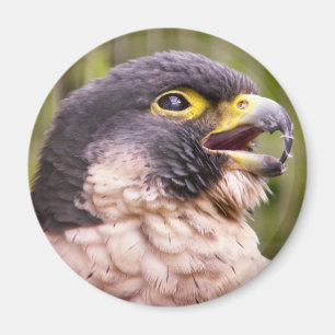Raubvogel Magneten Magnet