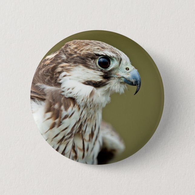 Raubvogel nahes hohes des Falken Button (Vorderseite)