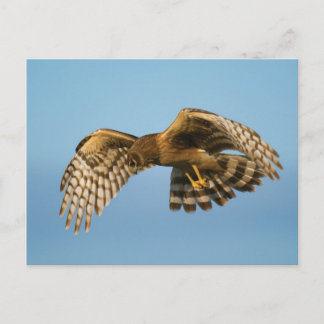 Raubvogel Postkarte