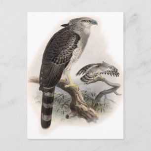 Raubvogel Postkarte