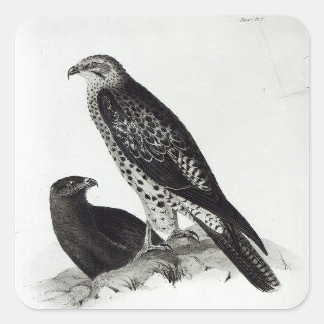 Raubvögel Quadratischer Aufkleber (Vorderseite)