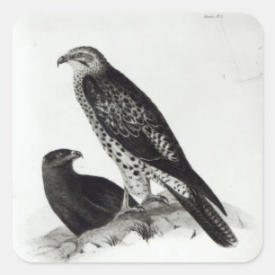 Raubvögel Quadratischer Aufkleber