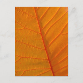 Rauch Tree Leaf Postkarte