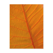 Rauch Tree Leaf Postkarte