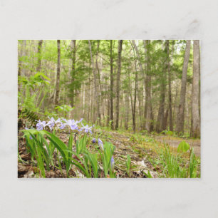 Raucher-Bergweg im Frühling Postkarte