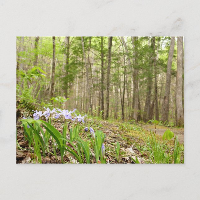 Raucher-Bergweg im Frühling Postkarte (Vorderseite)