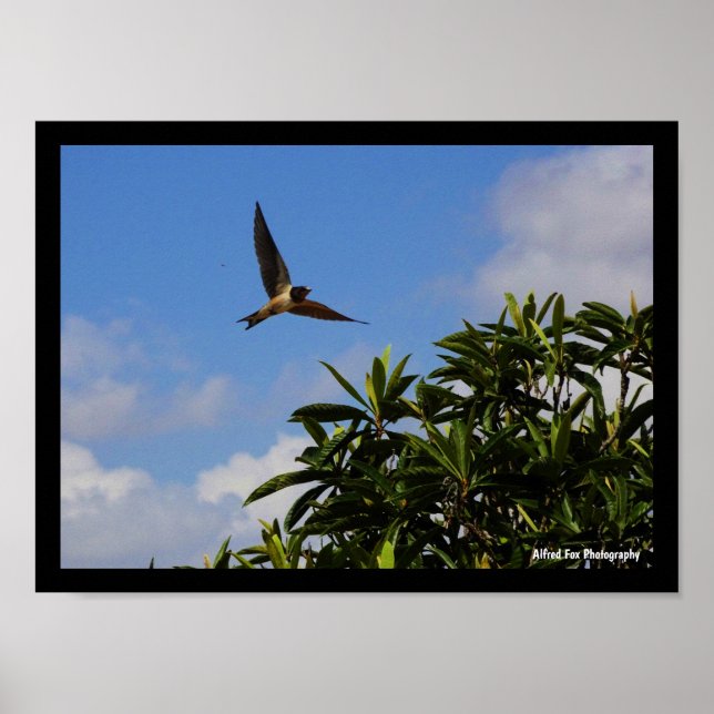 Rauchschwalbe offene Flügel Poster (Vorne)