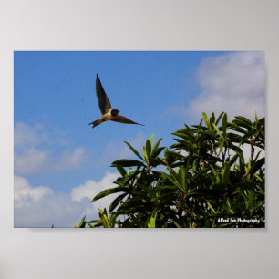 Rauchschwalbe offene Flügel Poster