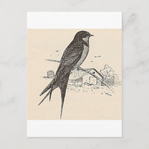 Rauchschwalbe Postkarte