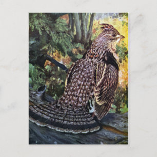 Raufußhuhn im Wald Postkarte