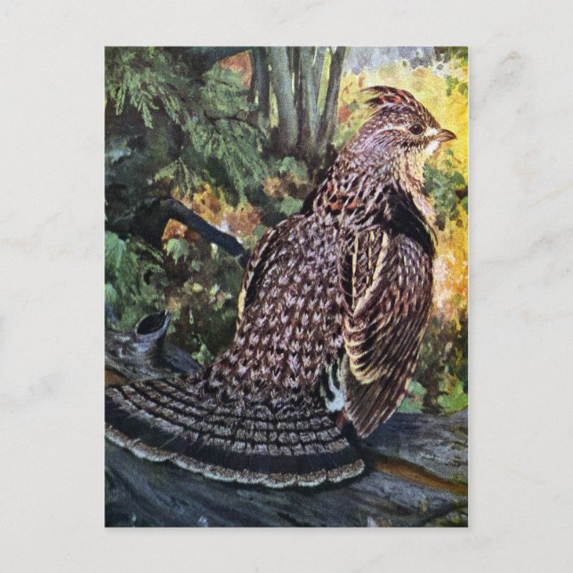 Raufußhuhn im Wald Postkarte (Vorderseite)