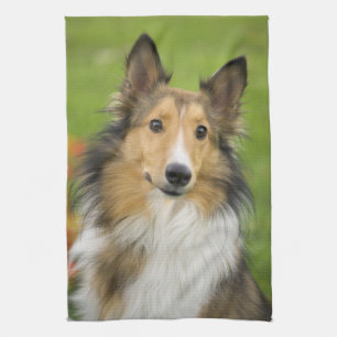 Rauhhaar Collie, Hund Handtuch