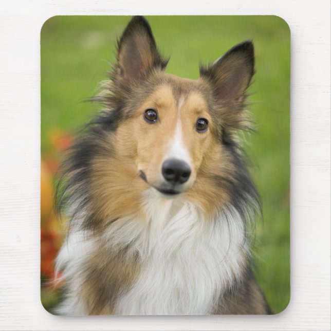 Rauhhaar Collie, Hund Mousepad (Vorne)
