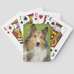 Rauhhaar Collie, Hund Spielkarten