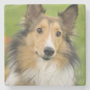 Rauhhaar Collie, Hund Steinuntersetzer