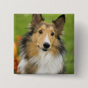 Rauhhaarige Collie, Hund Button