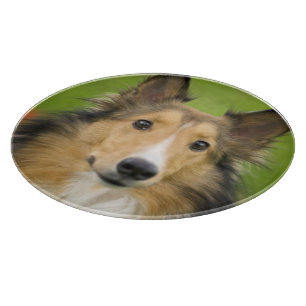 Rauhhaarige Collie, Hund Schneidebrett