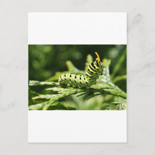 Raupe 2012 postkarte