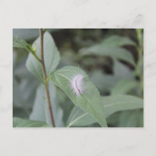 Raupe #6 postkarte