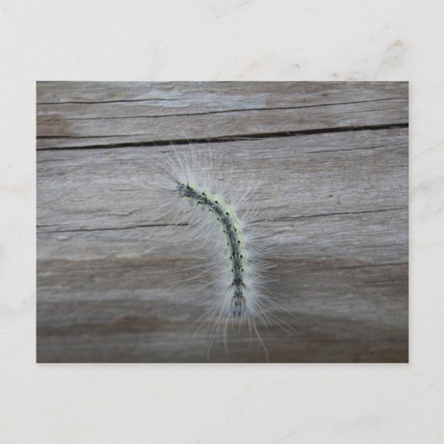 Raupe #7 postkarte (Vorderseite)