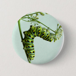 Raupe aus schwarzem Frack isst Petersilie Button