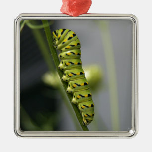 Raupe aus schwarzem Frack (Petersilie) auf Dil. Ornament Aus Metall
