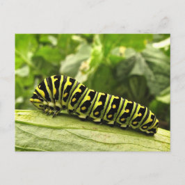 Raupe des Schwarzen Fracks Postkarte