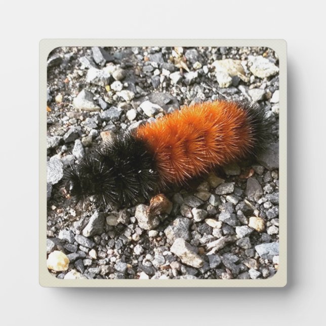 Raupe Fotoplatte (Vorderseite)