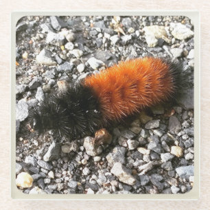 Raupe Glasuntersetzer