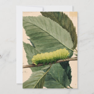 Raupe Lunar   Abbott Handerson Thayer