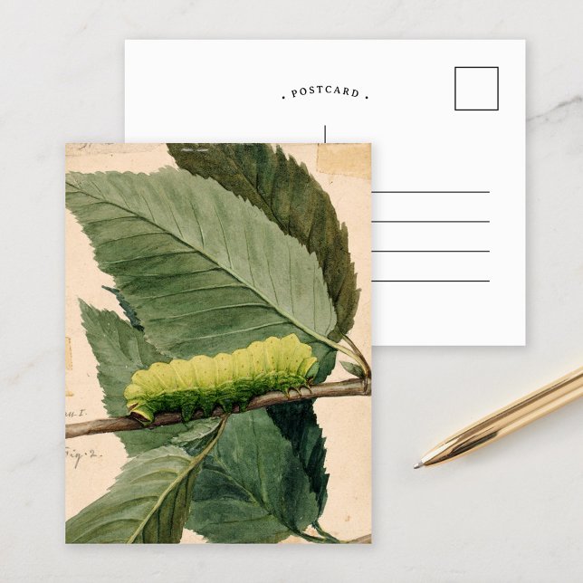 Raupe Lunar | Abbott Handerson Thayer Postkarte (Von Creator hochgeladen)