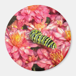 Raupe Magnet