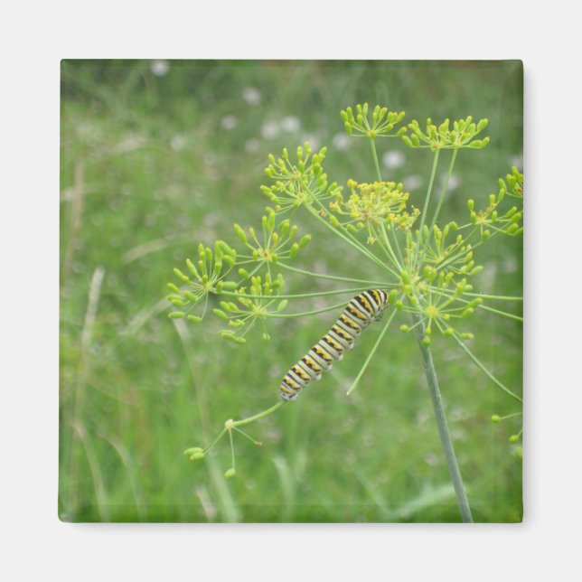 Raupe Magnet (Vorne)