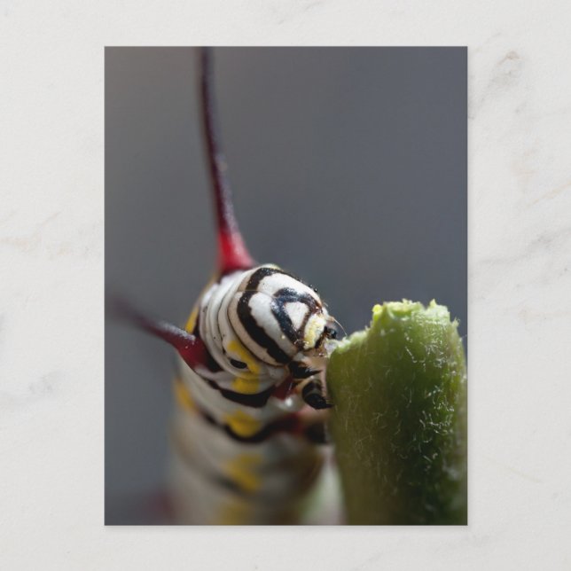 Raupe Nah Postkarte (Vorderseite)