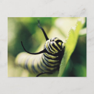 Raupe Nahaufnahme und Persönlich Postkarte
