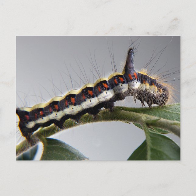 Raupe Postkarte (Vorderseite)