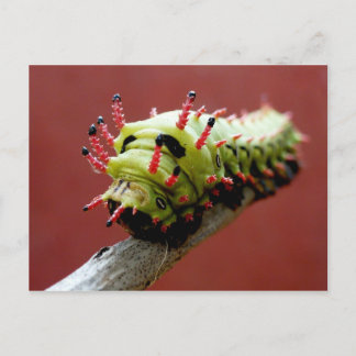 Raupe Postkarte