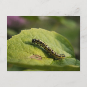 Raupe Postkarte